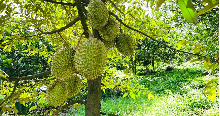 Xác định độ ẩm và nhu cầu tưới nước cây sầu riêng trong từng giai đoạn Xác định độ ẩm và nhu cầu tưới nước cây sầu riêng trong từng giai đoạn