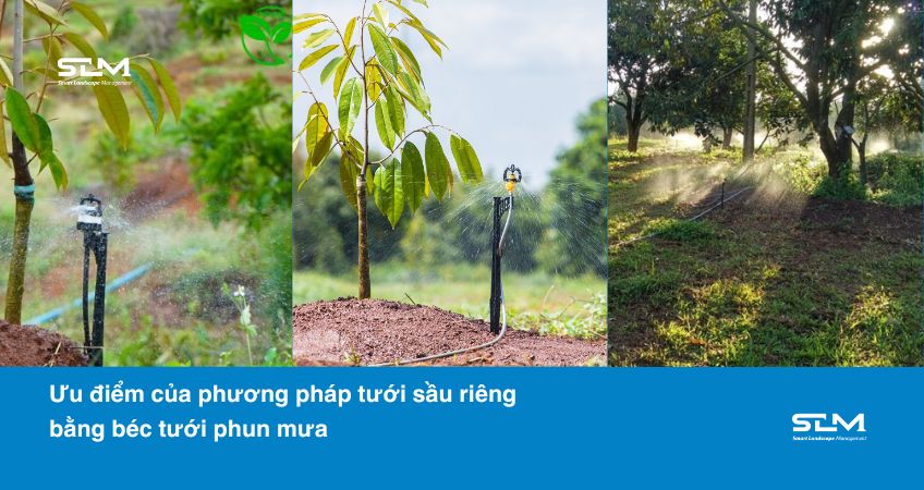 Ưu điểm của phương pháp tưới sầu riêng bằng béc tưới phun mưa: Ưu điểm của phương pháp tưới sầu riêng bằng béc tưới phun mưa: