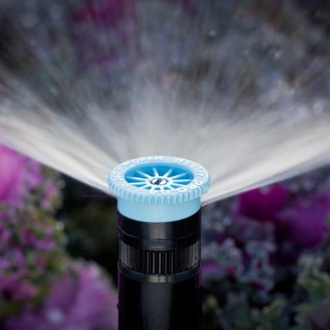 tươi spray