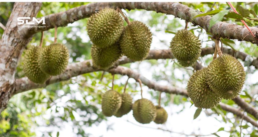 Hệ luỵ ra trái quá mức của cây sầu riêng trong màu vụ trước