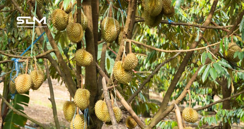 Đạt năng suất và chất lương sầu riêng với hương vị thơm ngon